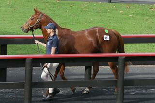 Windsor Park Stud's broodmare Fledgling (NZ) (Captain Rio) sold for $87,500 at the Sale last year.